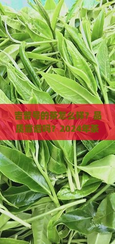 吉普号的茶怎么样