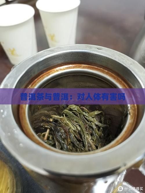 云南普洱茶对人体有害吗