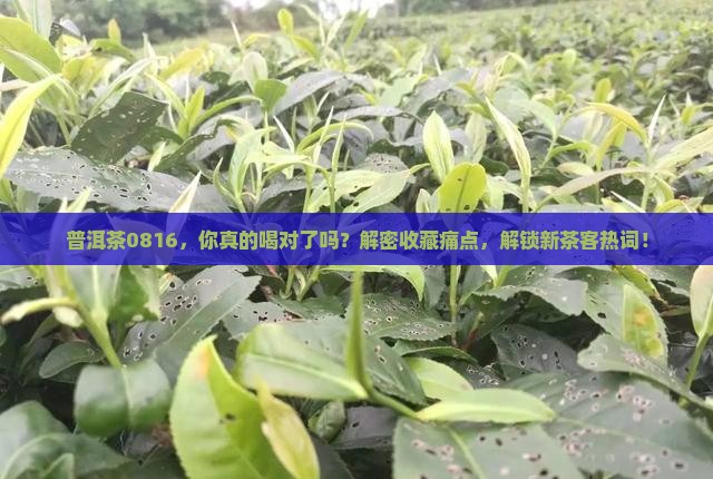 普洱茶0816，你真的喝对了吗？解密收藏痛点，解锁新茶客热词！