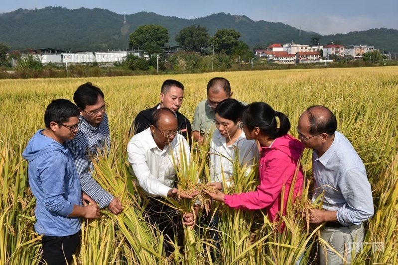 培育良种“中国芯” 端牢中国饭碗