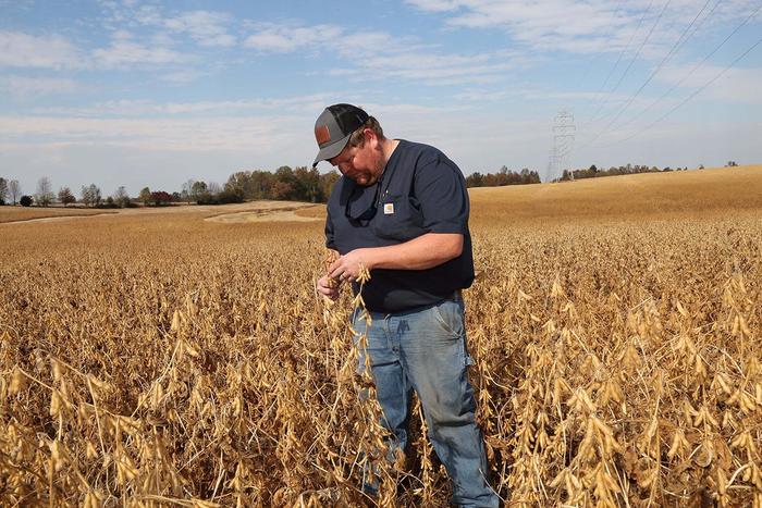 在地头查看大豆长势的美国豆农 路透社