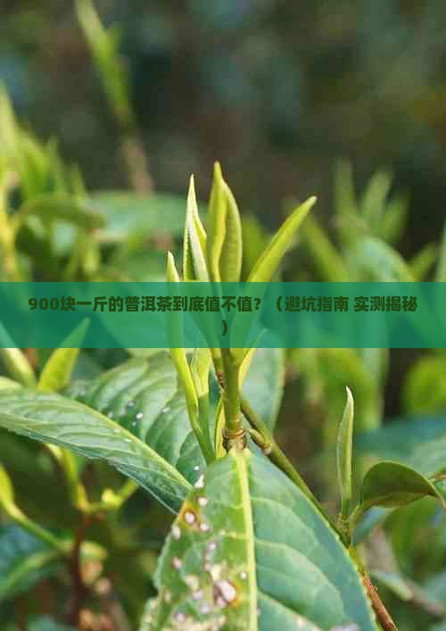 九百块一斤的普洱茶有哪些