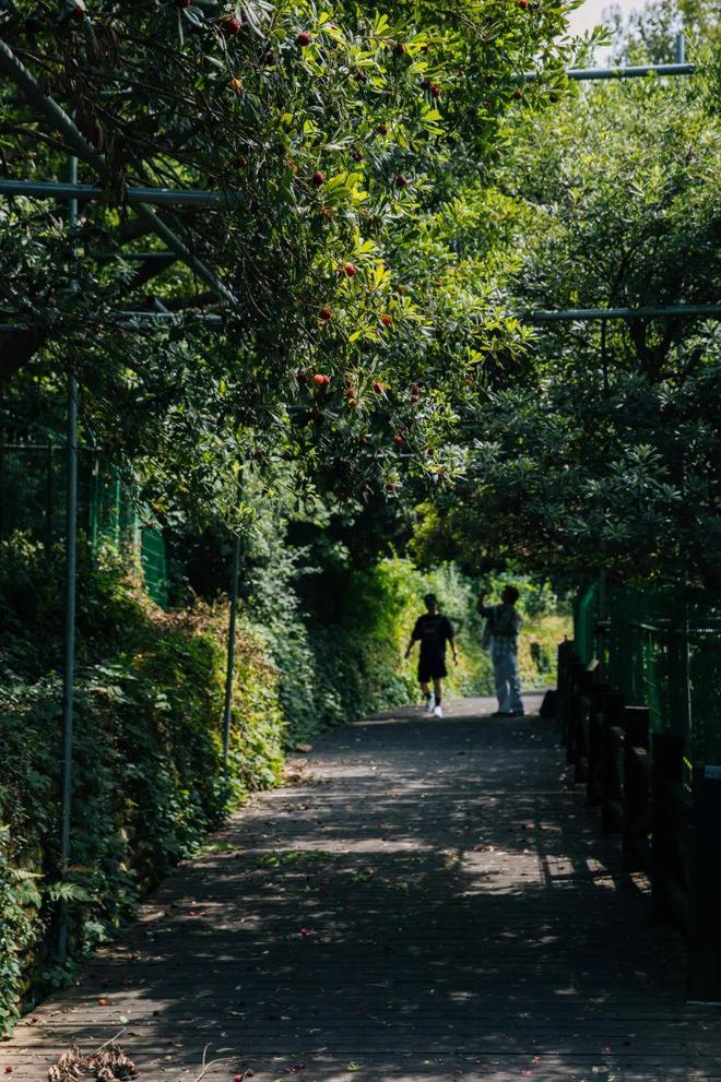 《苏州日报》头版聚焦！树山村：致富“靠山”就是“三棵树”