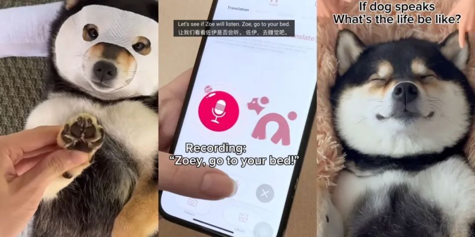 靠“让人听懂狗叫”融资千万元，全球首个宠物翻译器为何让人上头？