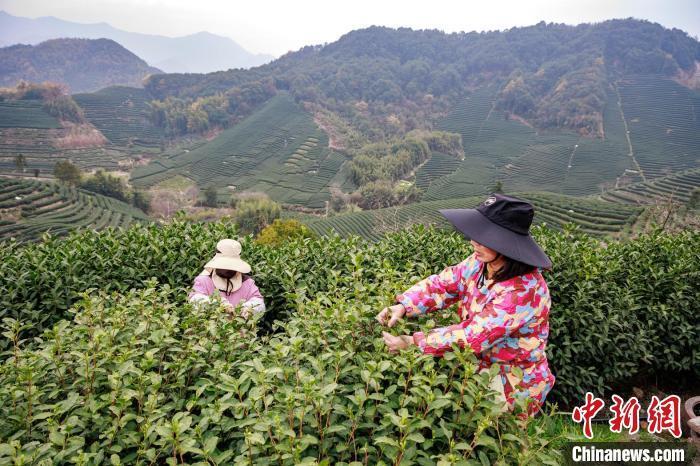 浙江多地春茶开采