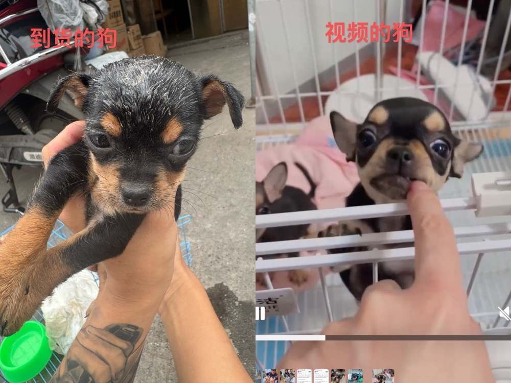千元网上买狗捆绑狗粮销售，到手不仅品种变了性别也变了……揭秘网购宠物乱象
