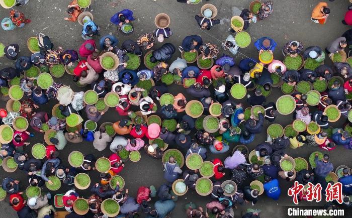 四川名山：春茶交易 如火如荼_腾讯新闻