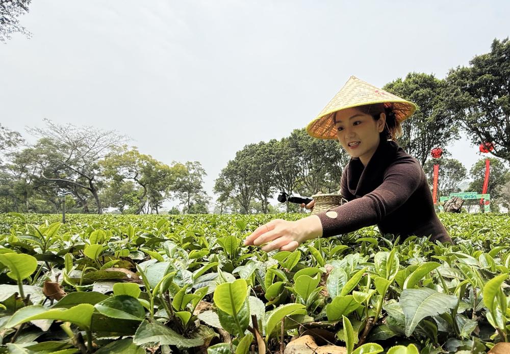 开启春茶第一采，英德红茶冲刺百亿产业｜县域里的中国式现代化_腾讯新闻