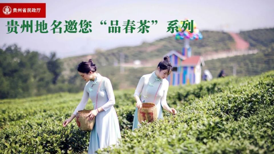 贵州地名邀您“品春茶”——雷山银球茶_腾讯新闻